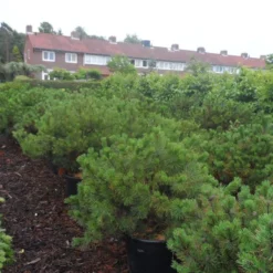 Bergden (Pinus Mugo Mughus) -Exporteren Tuin Zorgzaam Winkel pinus mugo mughus diameter 100 125 150 c130 2
