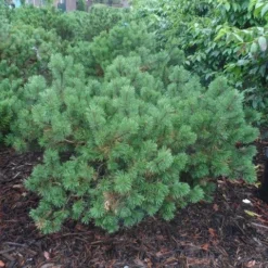 Bergden (Pinus Mugo Mughus) -Exporteren Tuin Zorgzaam Winkel pinus mugo mughus diameter 100 125 150 c130 3