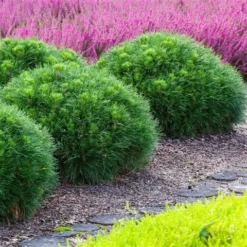 Dwerg Bergden (Pinus Mugo 'Varella') -Exporteren Tuin Zorgzaam Winkel pinus mugo varella