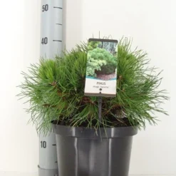 Dwerg Bergden (Pinus Mugo 'Varella') -Exporteren Tuin Zorgzaam Winkel pinus mugo varella c5 m