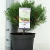 Oostenrijkse Den (Pinus Nigra 'Nana') -Exporteren Tuin Zorgzaam Winkel pinus nigra nana c5 m
