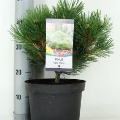 Oostenrijkse Den (Pinus Nigra 'Nana')