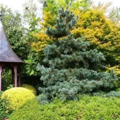 Blauwe Japanse Den (Pinus Parviflora 'Glauca') -Exporteren Tuin Zorgzaam Winkel pinus parviflora glauca