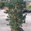 Blauwe Japanse Den (Pinus Parviflora 'Glauca')