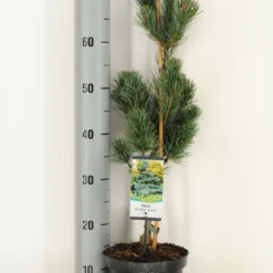 Blauwe Japanse Den (Pinus Parviflora 'Glauca') -Exporteren Tuin Zorgzaam Winkel pinus parviflora glauca winter c3 m