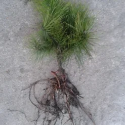 Grove Den, Solitair (Pinus Sylvestris) -Exporteren Tuin Zorgzaam Winkel pinus sylvesteris 1530 2