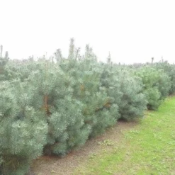 Grove Den, Solitair (Pinus Sylvestris) -Exporteren Tuin Zorgzaam Winkel pinus sylvestris
