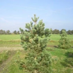 Grove Den, Solitair (Pinus Sylvestris) -Exporteren Tuin Zorgzaam Winkel pinus sylvestris 200