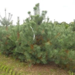 Grove Den, Solitair (Pinus Sylvestris) -Exporteren Tuin Zorgzaam Winkel pinus sylvestris 250 300