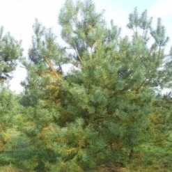 Grove Den, Solitair (Pinus Sylvestris) -Exporteren Tuin Zorgzaam Winkel pinus sylvestris 400
