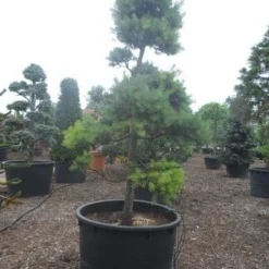Grove Den Als Bonsai (Pinus Sylvestris) -Exporteren Tuin Zorgzaam Winkel pinus sylvestris bonsai c1000