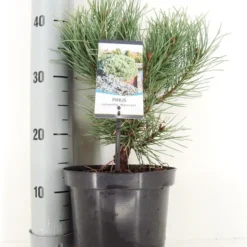 Grove Den (Pinus Sylvestris 'Watereri') -Exporteren Tuin Zorgzaam Winkel pinus sylvestris watereri c3 m