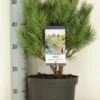 Grove Den (Pinus Sylvestris 'Watereri') -Exporteren Tuin Zorgzaam Winkel pinus sylvestris watereri c5 m