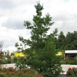 Treurden (Pinus Wallichiana) -Exporteren Tuin Zorgzaam Winkel pinus wallichiana