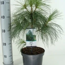 Treurden (Pinus Wallichiana) -Exporteren Tuin Zorgzaam Winkel pinus wallichiana c3 m
