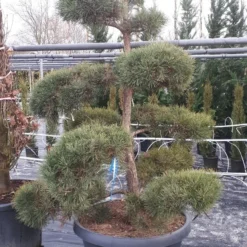 Grove Den Als Bonsai (Pinus Sylvestris) -Exporteren Tuin Zorgzaam Winkel pinussylvestrisbonsai01