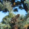 Bergden (Pinus Strobus 'Radiata') -Exporteren Tuin Zorgzaam Winkel pisradia 5