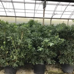 Australische Laurier (Pittosporum Tobira) 13 Australische Laurier (Pittosporum Tobira) -Exporteren Tuin Zorgzaam Winkel pittosporum