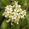 Australische Laurier (Pittosporum Tobira) -Exporteren Tuin Zorgzaam Winkel pittosporum tobira