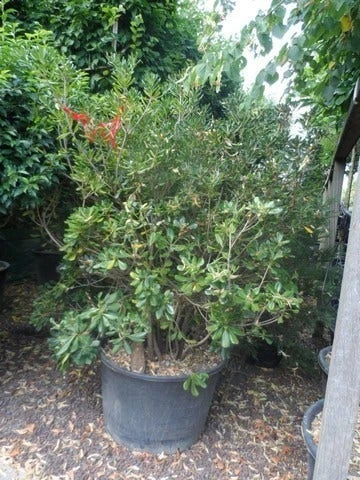 Australische Laurier (Pittosporum Tobira) 7 Australische Laurier (Pittosporum Tobira) - Afbeelding 5