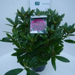 Rhododendron (Rhododendron 'Polarnacht') -Exporteren Tuin Zorgzaam Winkel polarnacht c5 zij