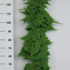 Jeneverbes (Juniperus Procumbens 'Nana') -Exporteren Tuin Zorgzaam Winkel procumbensnana100 125
