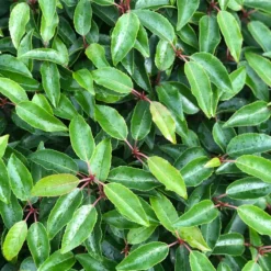 Portugese Laurier Als Grote Bolvorm (Prunus Lusitanica 'Angustifolia') -Exporteren Tuin Zorgzaam Winkel prunus l. angustifolia blad