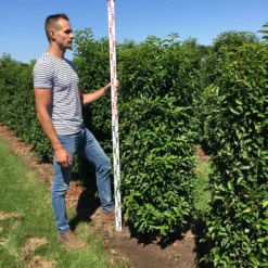 Nieuwe uitgaven -Exporteren Tuin Zorgzaam Winkel prunus l ang 150175 1