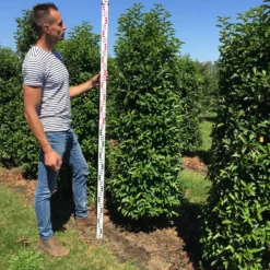 Grote Portugese Laurier (Prunus Lusitanica 'Angustifolia') 13 Grote Portugese Laurier (Prunus Lusitanica 'Angustifolia') -Exporteren Tuin Zorgzaam Winkel prunus l ang 175200 3