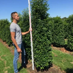 Grote Portugese Laurier (Prunus Lusitanica 'Angustifolia') -Exporteren Tuin Zorgzaam Winkel prunus l ang 200250 1