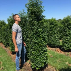 Grote Portugese Laurier (Prunus Lusitanica 'Angustifolia') -Exporteren Tuin Zorgzaam Winkel prunus l ang 200250 2 1