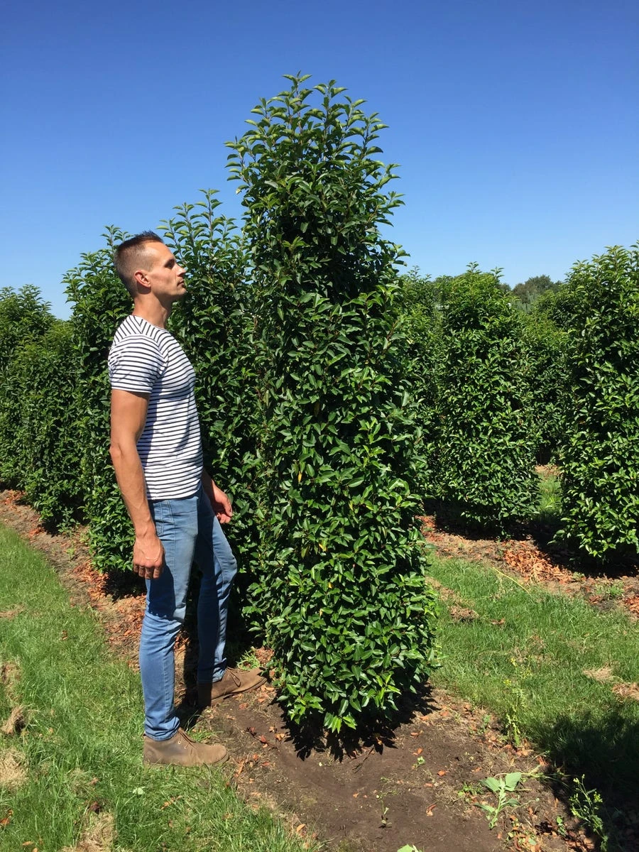 Grote Portugese Laurier (Prunus Lusitanica 'Angustifolia') 6 Grote Portugese Laurier (Prunus Lusitanica 'Angustifolia') - Afbeelding 4