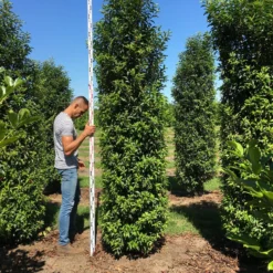 Grote Portugese Laurier (Prunus Lusitanica 'Angustifolia') -Exporteren Tuin Zorgzaam Winkel prunus l ang 300350 1