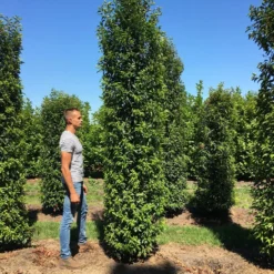 Grote Portugese Laurier (Prunus Lusitanica 'Angustifolia') -Exporteren Tuin Zorgzaam Winkel prunus l ang 350400 1