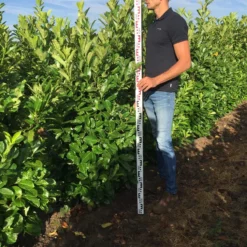 Grote Laurierkers (Prunus Laurocerasus 'Rotundifolia') -Exporteren Tuin Zorgzaam Winkel prunus l rot 150175 2