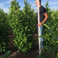 Grote Laurierkers (Prunus Laurocerasus 'Rotundifolia') -Exporteren Tuin Zorgzaam Winkel prunus l rot 175200