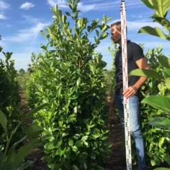 Grote Laurierkers (Prunus Laurocerasus 'Rotundifolia') -Exporteren Tuin Zorgzaam Winkel prunus l rot 200225