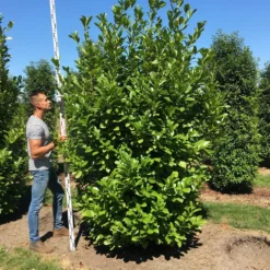 Grote Laurierkers (Prunus Laurocerasus 'Rotundifolia') -Exporteren Tuin Zorgzaam Winkel prunus l rot 250300 x 100 150 br