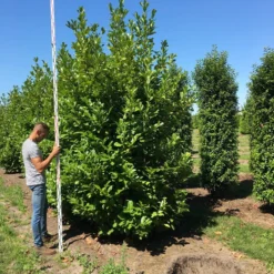 Grote Laurierkers (Prunus Laurocerasus 'Rotundifolia') -Exporteren Tuin Zorgzaam Winkel prunus l rot 350400 x 150 br 1