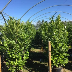 Grote Laurierkers (Prunus Laurocerasus 'Rotundifolia') -Exporteren Tuin Zorgzaam Winkel prunus laur. rotundifolia h160180cm 1