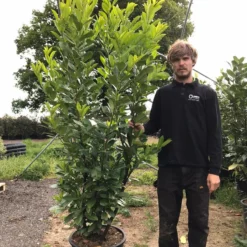 Grote Laurierkers (Prunus Laurocerasus 'Rotundifolia') -Exporteren Tuin Zorgzaam Winkel prunus laur. rotundifolia h180 200cm 2