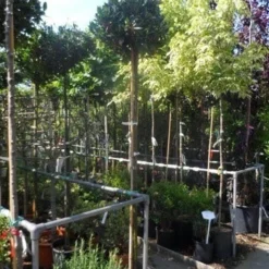 Laurierkers Op Stam (Prunus Laurocerasus 'Otto Luyken') -Exporteren Tuin Zorgzaam Winkel prunus laurocerasus otto luyken 8 10 12ho cont