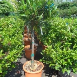 Laurierkers Op Stam (Prunus Laurocerasus 'Otto Luyken') -Exporteren Tuin Zorgzaam Winkel prunus laurocerasus otto luyken 80stam c25