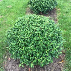 Portugese Laurier Als Grote Bolvorm (Prunus Lusitanica 'Angustifolia') -Exporteren Tuin Zorgzaam Winkel prunus lus. angustifolia bol