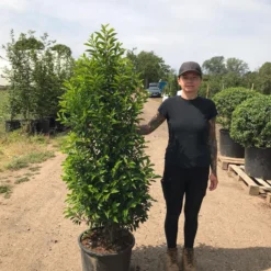 Grote Portugese Laurier (Prunus Lusitanica 'Angustifolia') -Exporteren Tuin Zorgzaam Winkel prunus lus. angustifolia h140160 1