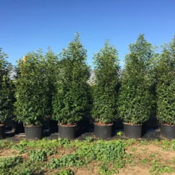 Grote Portugese Laurier (Prunus Lusitanica 'Angustifolia') -Exporteren Tuin Zorgzaam Winkel prunus lus. angustifolia h160180cm