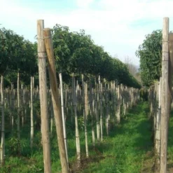 Portugese Laurier Als Boom (Prunus Lusitanica 'Angustifolia') -Exporteren Tuin Zorgzaam Winkel prunus lusitanica 1