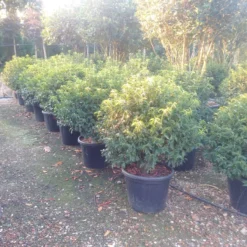 Portugese Laurier Als Bol (Prunus Lusitanica 'Angustifolia') 7 Portugese Laurier Als Bol (Prunus Lusitanica 'Angustifolia') -Exporteren Tuin Zorgzaam Winkel prunus lusitanica 1