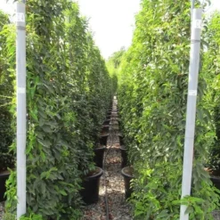 Portugese Laurier Als Leivorm (Prunus Lusitanica 'Angustifolia') 10 Portugese Laurier Als Leivorm (Prunus Lusitanica 'Angustifolia') -Exporteren Tuin Zorgzaam Winkel prunus lusitanica 110x180 leivorm 2