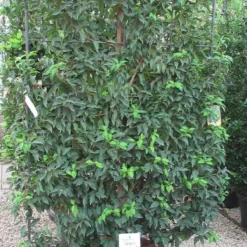 Portugese Laurier Als Leivorm (Prunus Lusitanica 'Angustifolia') -Exporteren Tuin Zorgzaam Winkel prunus lusitanica 110x180 leivorm 3 1